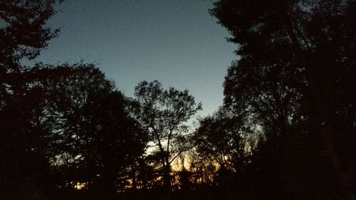 Low angle view of trees against sky