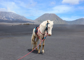 A strong white horse on the beautiful landscape named bromo, during the day