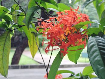 Close-up of red flowers blooming outdoors