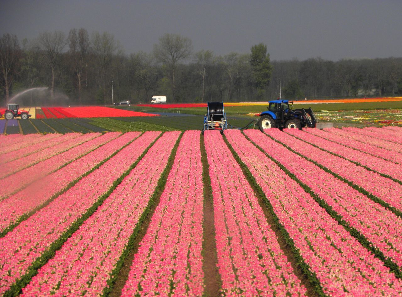 Tulip fields