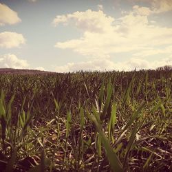 Scenic view of grassy field against sky