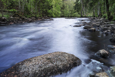 Scenic view of river amidst trees in forest