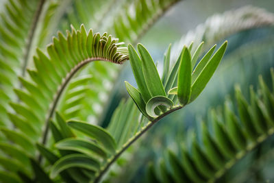 Close-up of fern leaves on tree