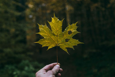 Close-up of hand holding maple leaf during autumn