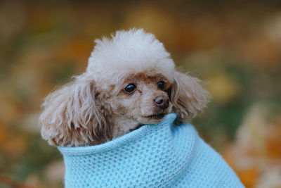 Close-up of dog