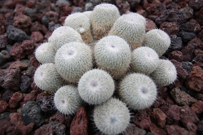 Close-up of cactus