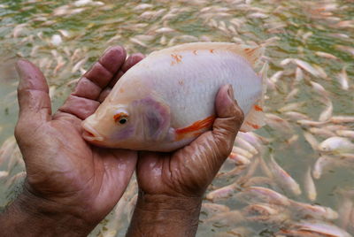 Close-up of man holding leaf