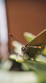 Close-up of butterfly on leaf