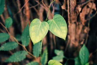 Close-up of fresh green leaves