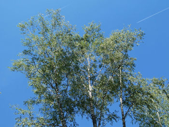 Low angle view of flowering plants against clear blue sky