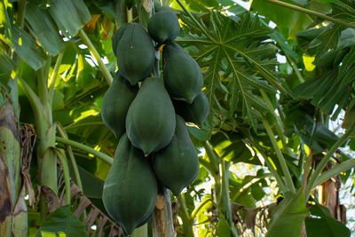 Low angle view of fruits growing on tree