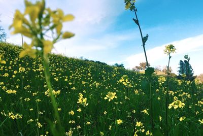 Yellow flowers blooming in field