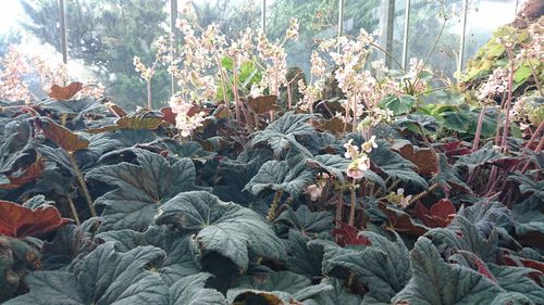 High angle view of plants growing on field