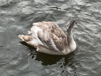 Swan swimming in lake