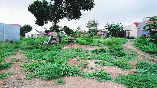 Plants growing on field by houses against sky