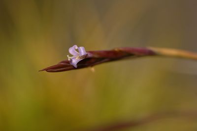 Close-up of flower against blurred background