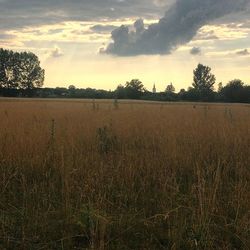 Scenic view of field against sky