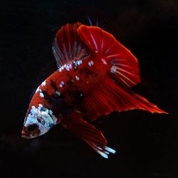Close-up of fish swimming in sea