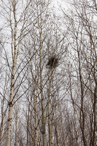 Low angle view of bare trees in forest