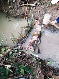 High angle view of plants in river