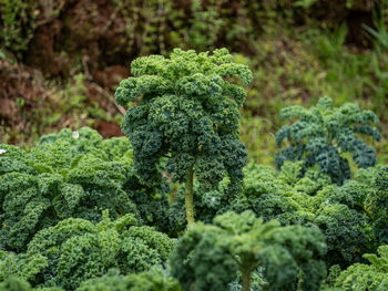 Close-up of fresh green leaves