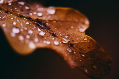 Close-up of raindrops on leaves