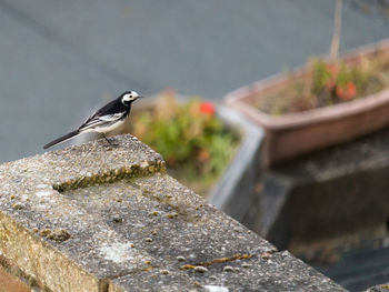 Bird perching on rock