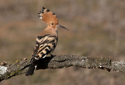 Close-up of bird perching on branch