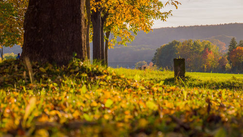 Scenic view of field during autumn