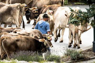 View of cows working