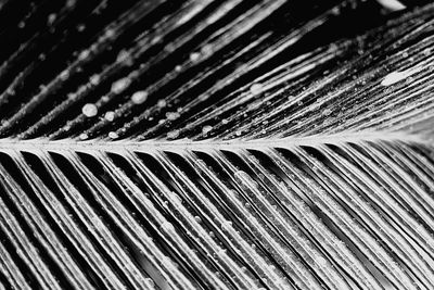 Full frame shot of wet palm leaf