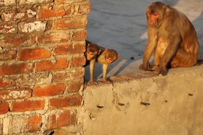 Monkey sitting on wall