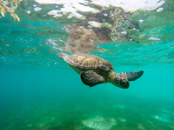 Side view of a turtle underwater