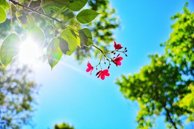 Low angle view of flowers blooming on tree