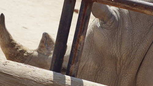 Close-up of elephant on wood