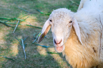 Portrait of sheep in a field