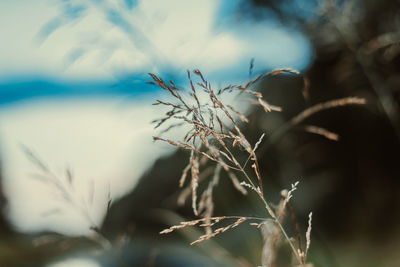 Close-up of dry leaves on tree