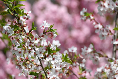 Close-up of pink cherry blossoms in spring