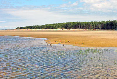 Common sandpiper, little sea birds flying and feeding on a lagoon, sand beach, dunes and forest