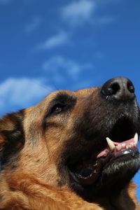 Close-up of a dog looking away