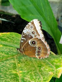 Close-up of butterfly perching on plant