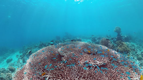 View of coral swimming in sea