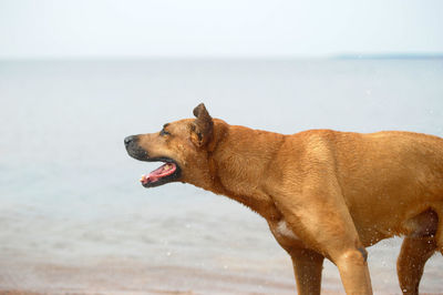 Dog on the beach