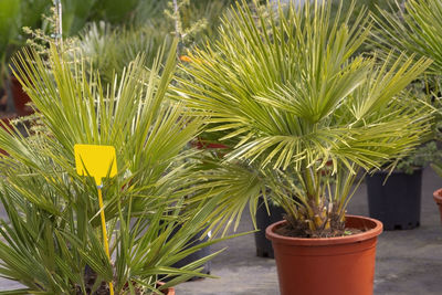 Close-up of potted plant