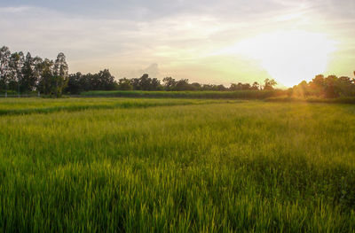 Scenic view of field against sky during sunset