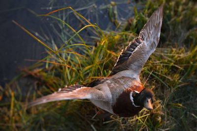 Close-up of a duck bird flying