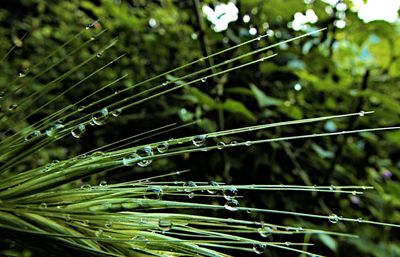 Close-up of leaf on grass