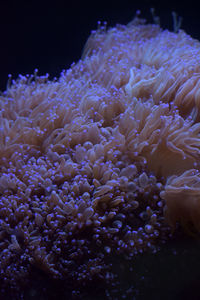 Close-up of coral in sea