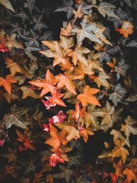 High angle view of maple leaves on plant