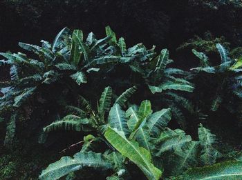 Close-up of plants at night